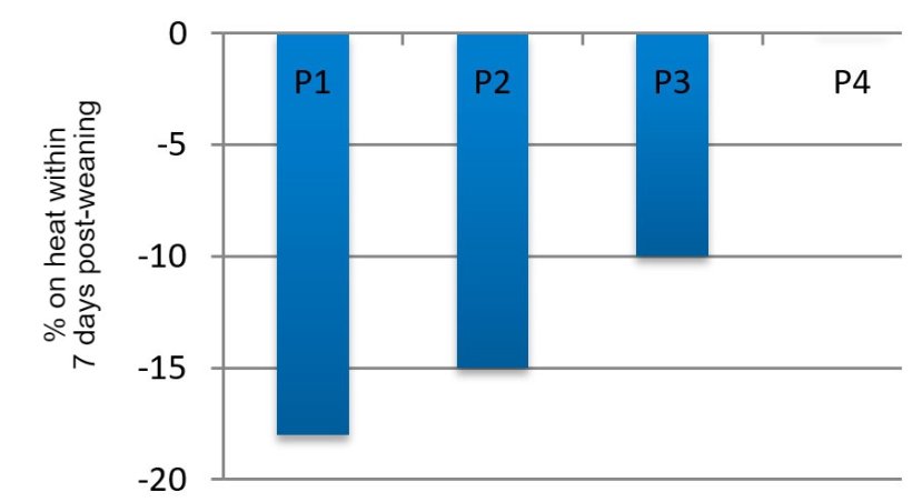 Figure&nbsp;3. Effect of parity&nbsp;on the percentage of sows expressing estrus within the first 7 days post-weaning in summer compared to spring (adapted from Belstra et al., 2004).
